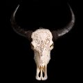 Carved cow's skull