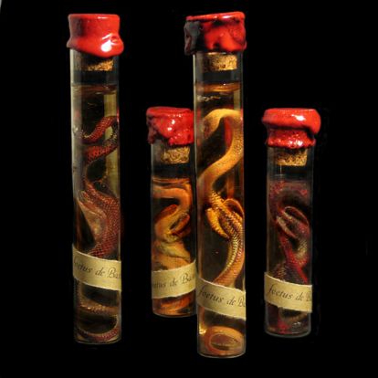 F�tus de basilic