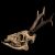 Roe deer skull