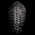 Sac cocoon