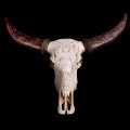 Buffalo's skull with Baphomet