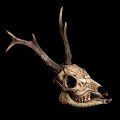 Roe deer skull