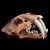Crâne de tigre a dents de sabre  (smilodon fatalis)  