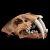 Sabertooth skull