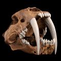 Crâne de tigre a dents de sabre  (smilodon fatalis)  