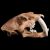 Crne de tigre a dents de sabre  (smilodon fatalis)  