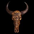 Buffalo skull and skeletons